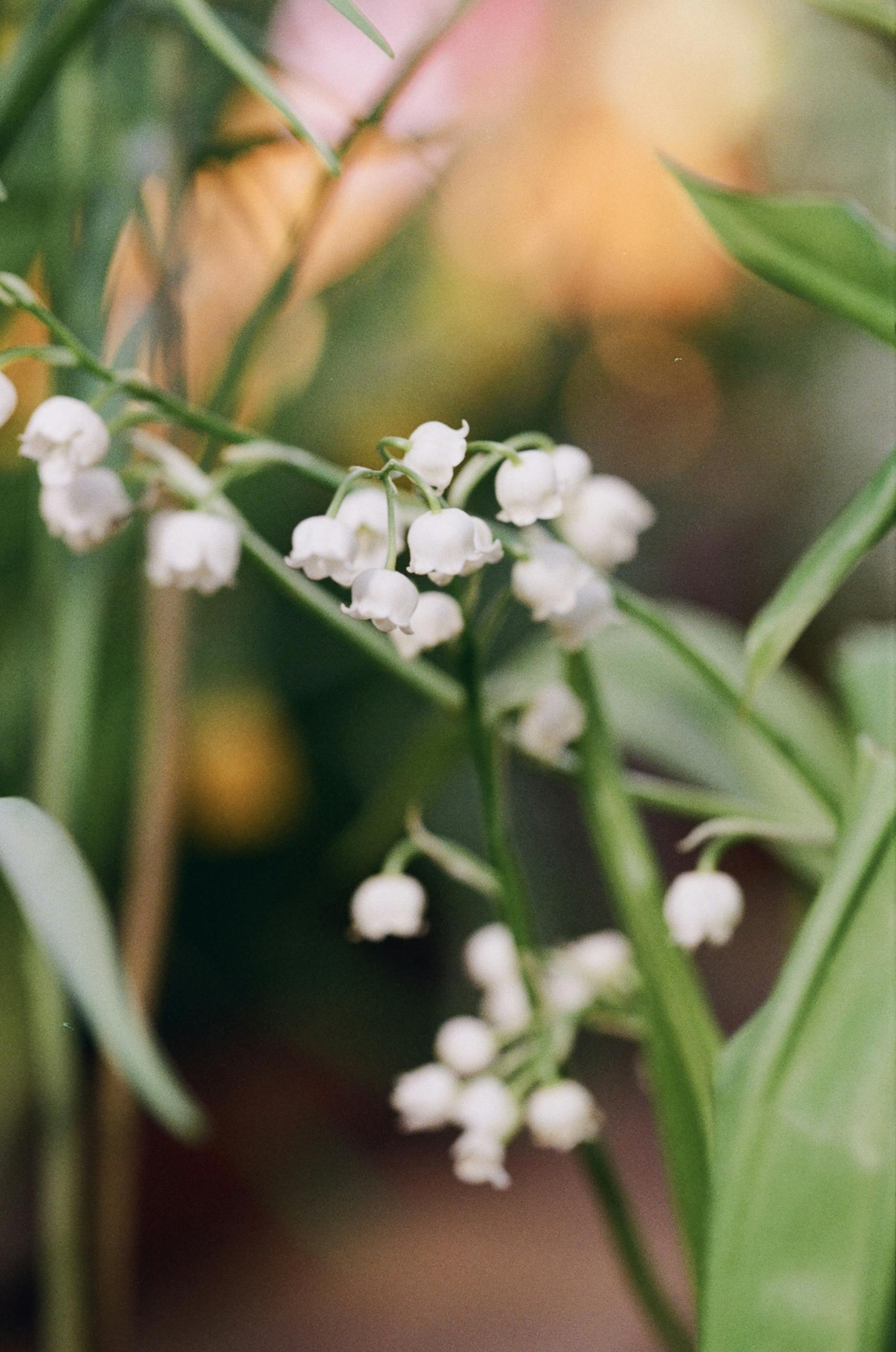 Lily of the Valley Flowers